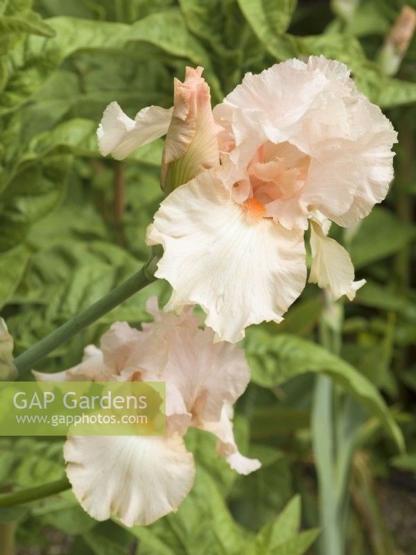 Iris germanica 'Apricot Silk'