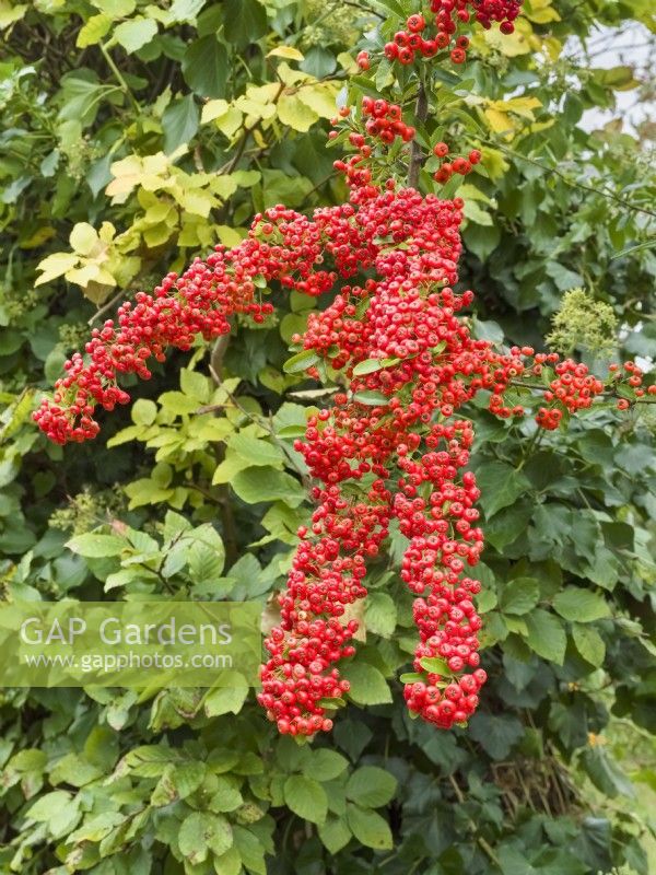 Pyracantha coccinea 'Red Column' - berries