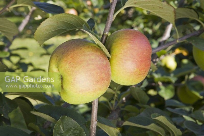 Apple - Malus domestica 'Blenheim Orange'