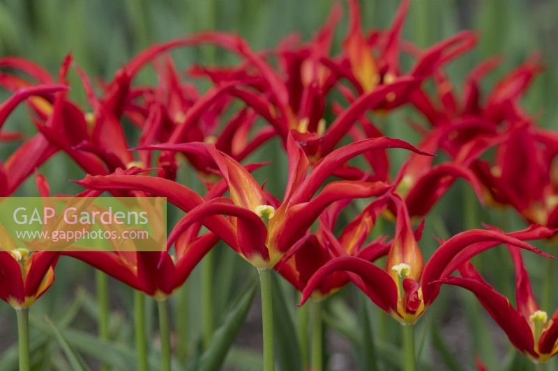 Tulipa 'Go Go Red' - Lily Flowered Tulip