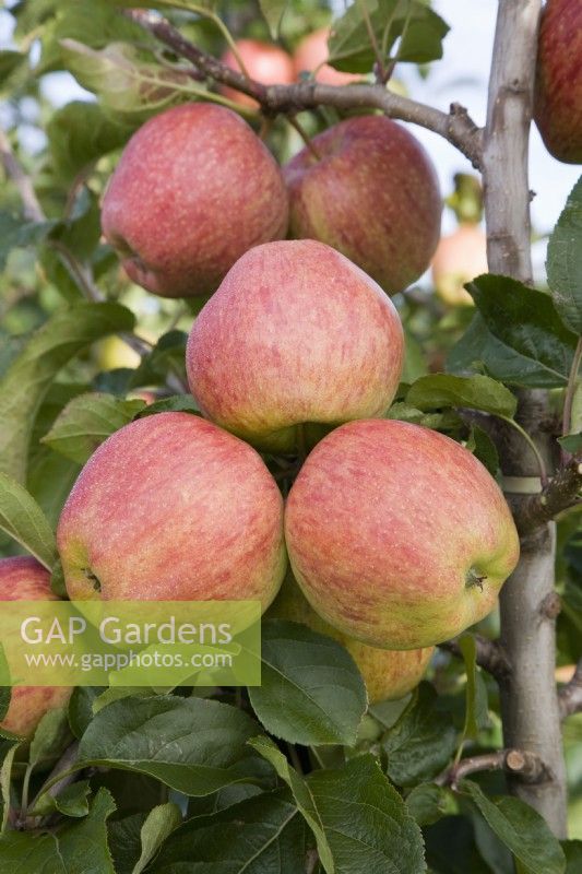 Apple - Malus domestica 'Cameo' syn. 'Caudle'