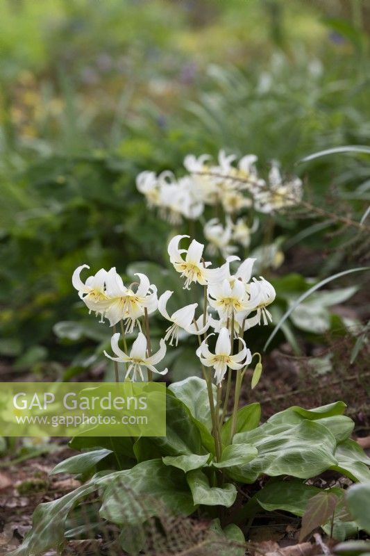 Erythronium californicum 'White Beauty' - Fawn lily