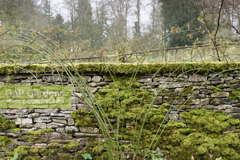 Trained rose against a mossy stone wall at Cerney House Gardens in March