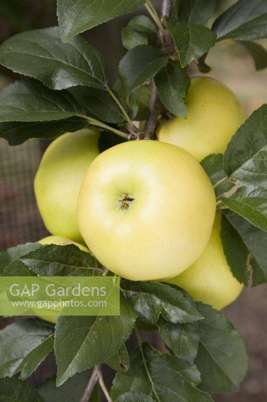 Apple - Malus domestica 'Limelight'