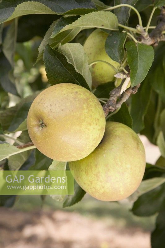 Apple - Malus domestica 'Herefordshire Russet'
