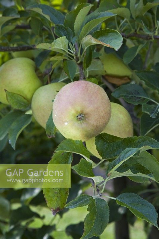 Apple - Malus domestica 'Golden Delicious'