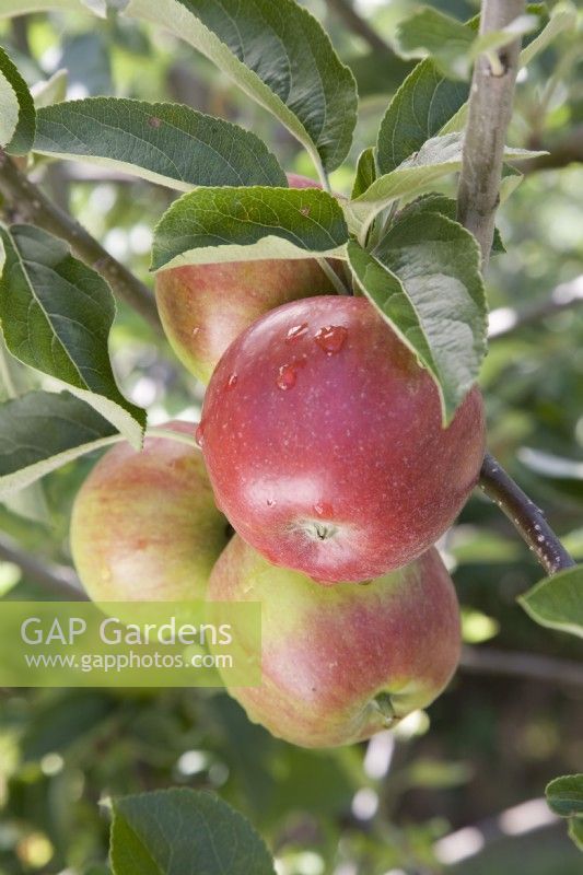Apple - Malus domestica 'George Cave'