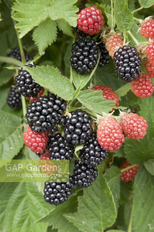Blackberry - Rubus fruticosus 'Arapaho'