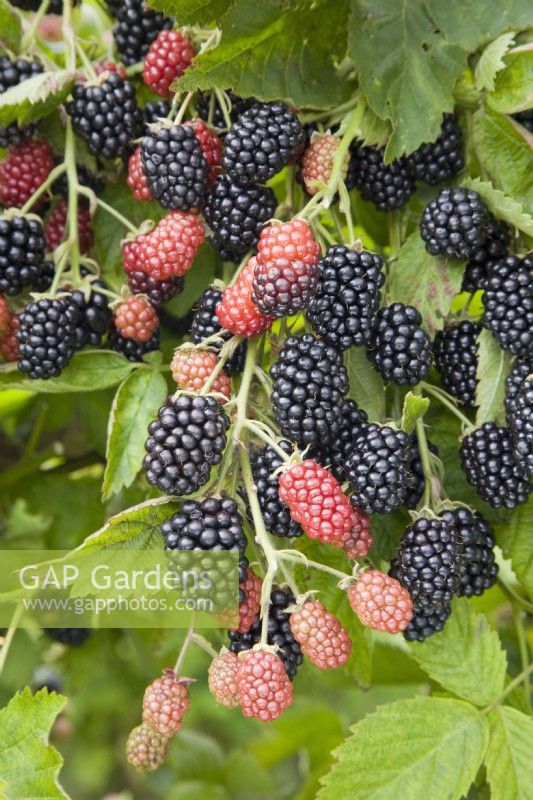 Blackberry - Rubus fruticosus 'Loch Ness'
