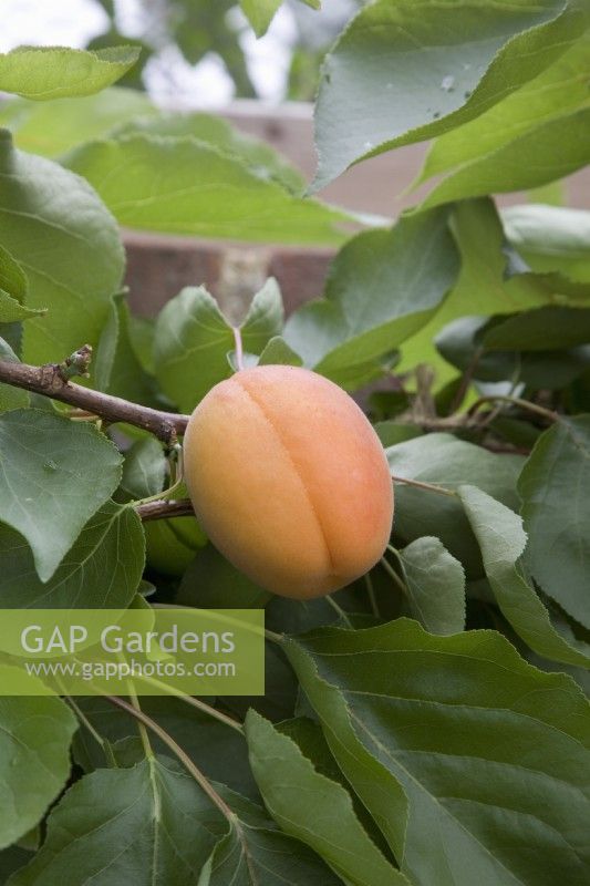 Apricot - Prunus armeniaca 'Flavorcot' syn. 'Bayoto'