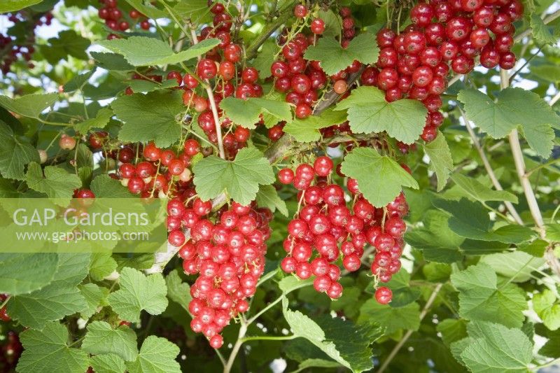 Redcurrant - Ribes rubrum 'Jonkheer van Tets'