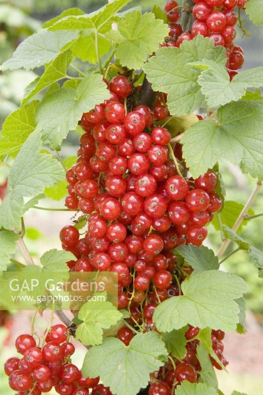 Redcurrant - Ribes rubrum 'Red Lake'