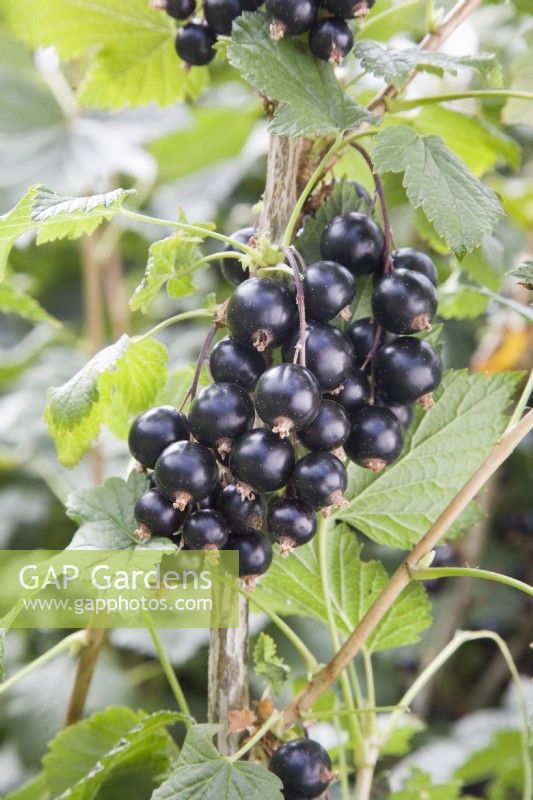 Blackcurrant - Ribes nigrum 'Ben Avon'