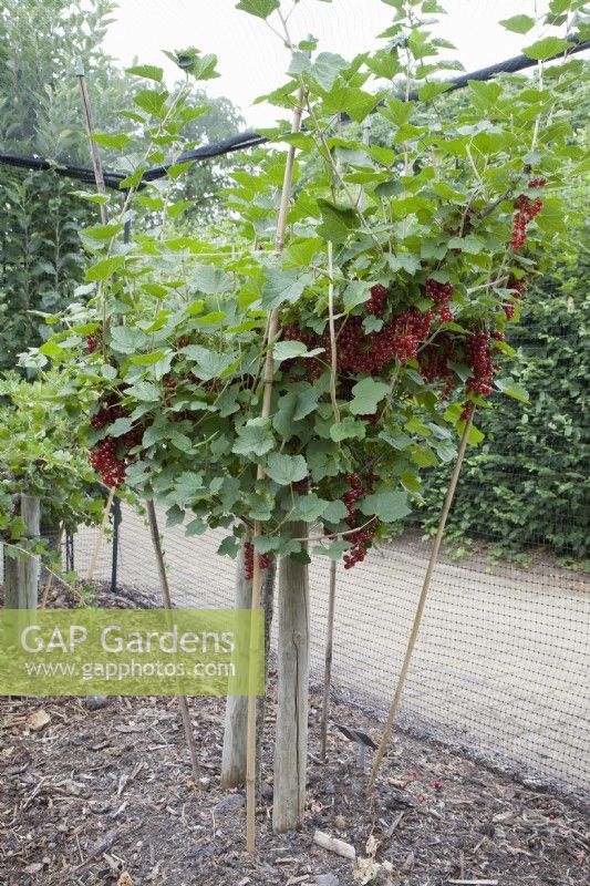 Standard Redcurrant - Ribes rubrum 'Jonkheer van Tets'