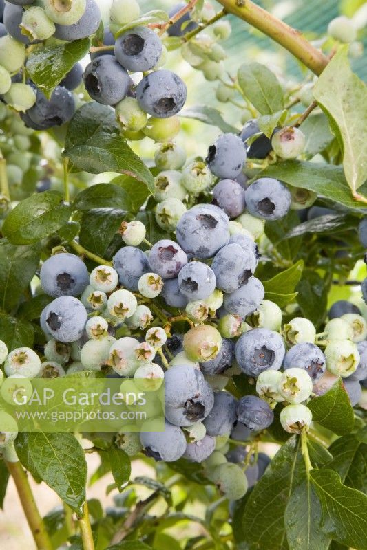 Blueberry - Vaccinium corymbosum 'Bluecrop'