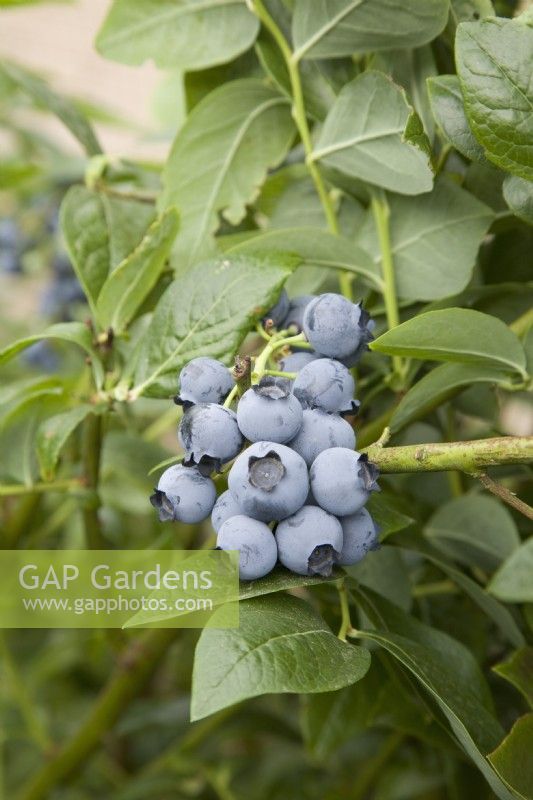 Blueberry - Vaccinium corymbosum 'Bluetta'