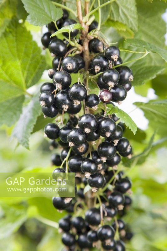 Blackcurrant - Ribes nigrum 'Ben Hope'