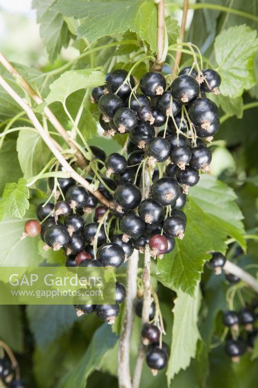 Blackcurrant - Ribes nigrum 'Ben Tirran'
