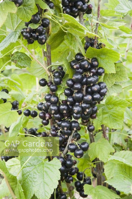 Blackcurrant - Ribes nigrum 'Ebony'