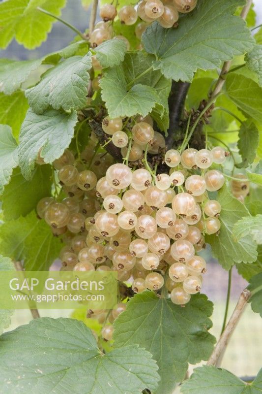 Whitecurrant - Ribes rubrum 'White Versailles' (syn. Versailles Blanche'