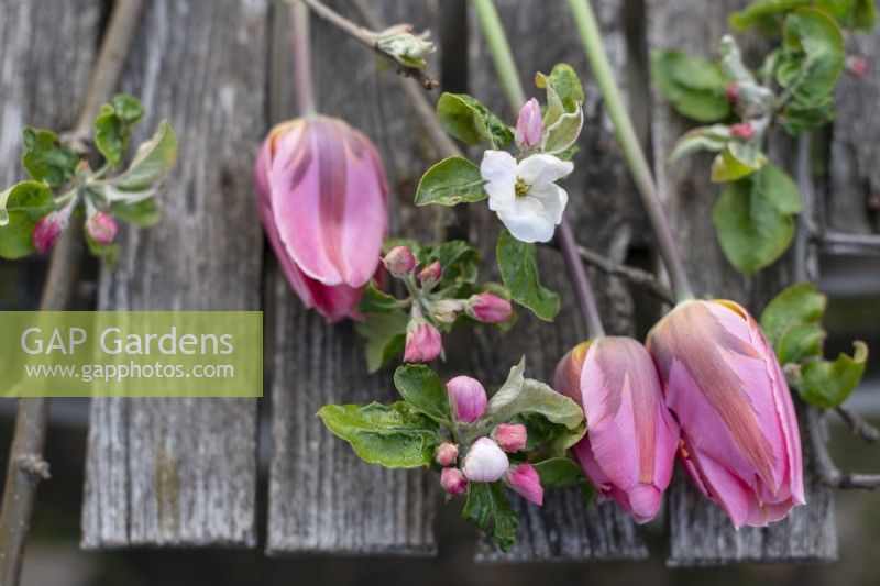 Tulipa 'Pretty Princess' and apple blossom in spring. closeup on table