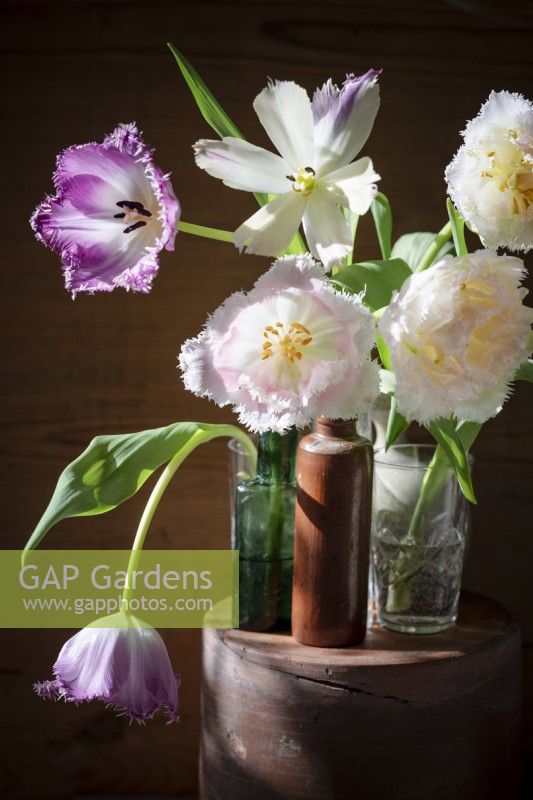 Mix of fringed tulips in small vases on display. Sunbeam shining on the bouquet of flowers. Locally grown.