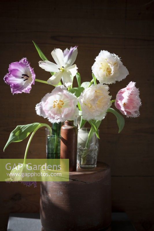 Mix of fringed tulips in small vases on display. Sunbeam shining on the bouquet of flowers. Locally grown