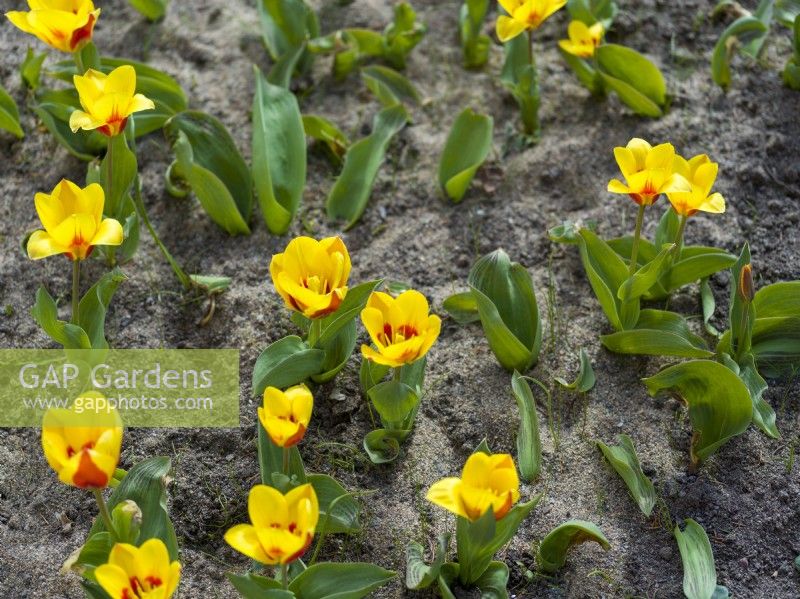 Flowerbed with Tulipa 