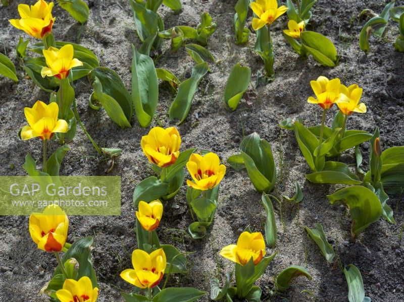 Flowerbed in spring with yellow and red Tulipa 'Stresa' in a sandy soil.