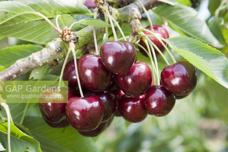 Sweet Cherry - Prunus avium 'Samba'