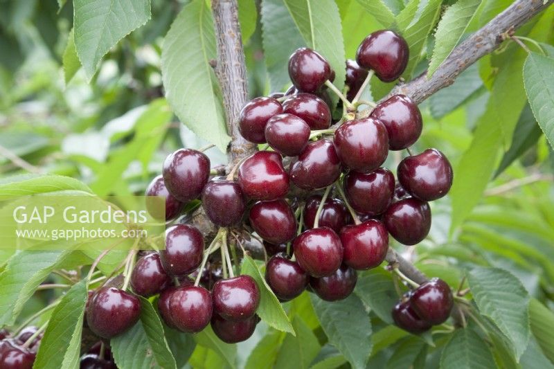 Sweet Cherry - Prunus avium 'Summer Sun'