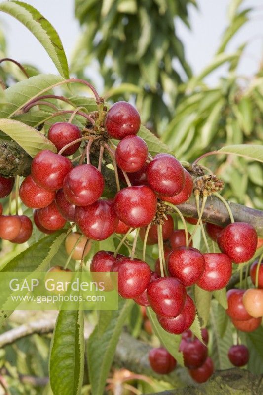 Sweet Cherry - Prunus avium 'Sweetheart'