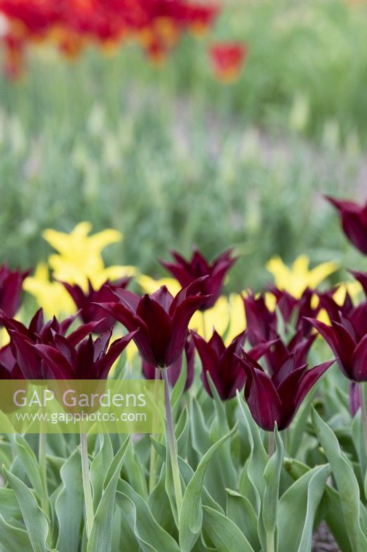 Tulipa 'Sarah Raven' - Lily Flowered Tulip