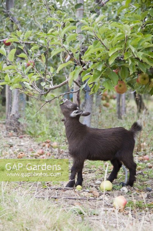 Goat raids the orchard
