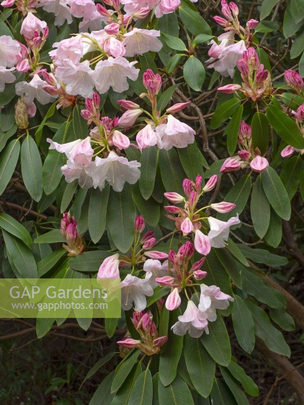 Rhododendron 'Loderi King George'  April  Spring