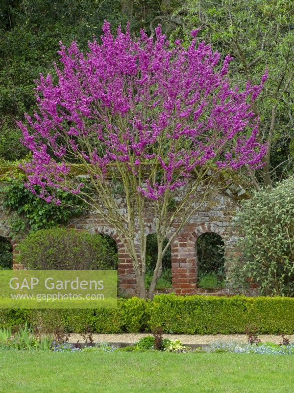Cercis chinensis avondale - Chinese red bud  April  Spring