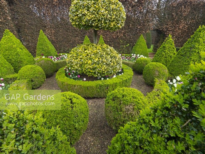 East Ruston Old Vicarage - Dutch Garden. Geometric layout of box pyramids, balls and hedges.