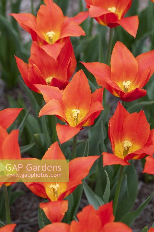 Tulipa 'Synaeda Orange' - Lily Flowered Tulip