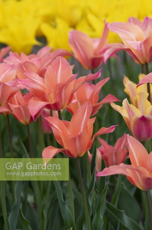 Tulipa 'Marianne' - Lily Flowered Tulip
