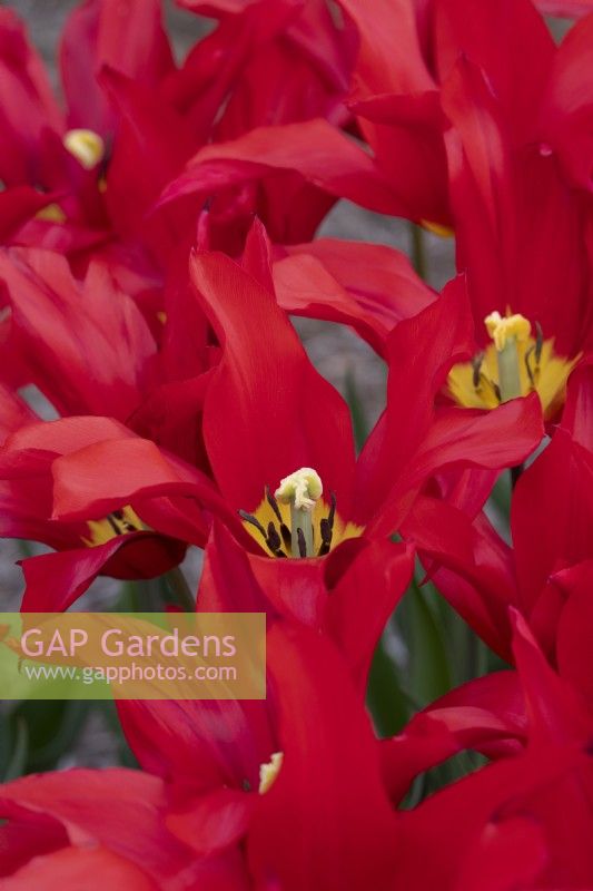 Tulipa 'Istanbul' - Lily Flowered Tulip