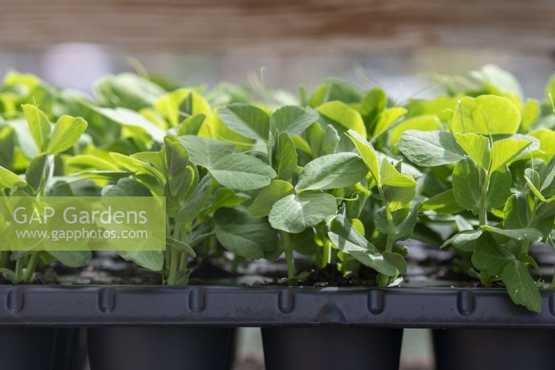 Pisum - Young pea plants in a tray ready for harvesting as salads