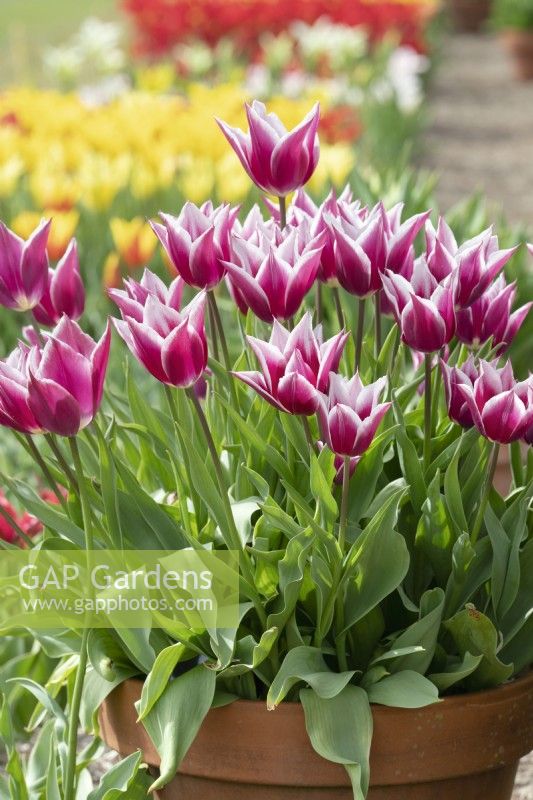 Tulipa 'Ballade' - Lily Flowered Tulips in a plant pot