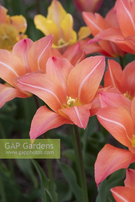 Tulipa 'Marianne' - Lily Flowered Tulip