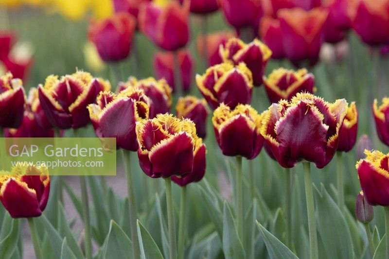 Tulipa 'Mercure' - Fringed Tulip