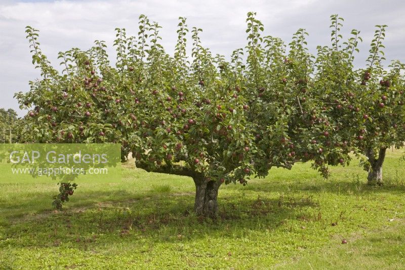 Apple tree 'Spartan'