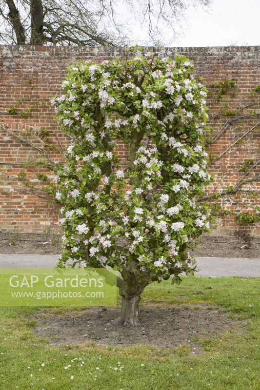 Apple trained as a Vase on M25 rootstock - Malus domestica 'James Grieve'