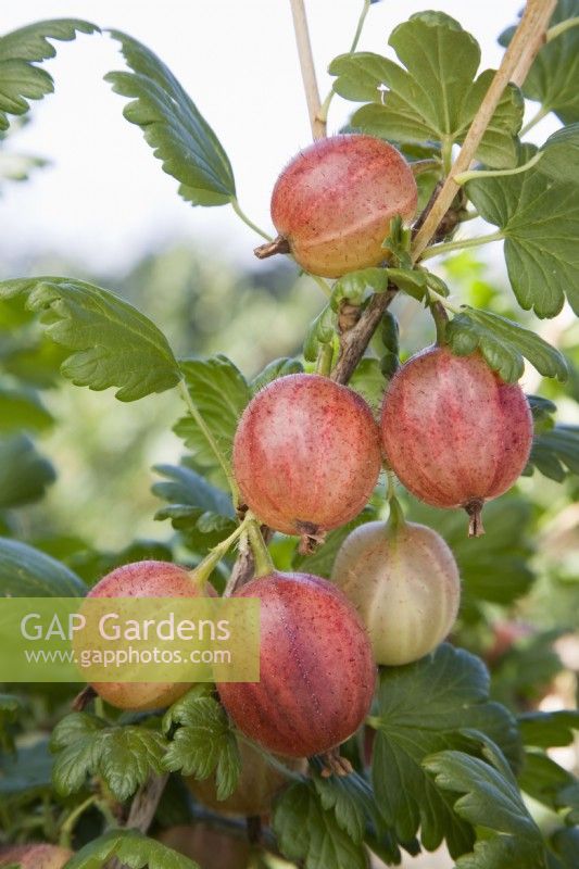 Gooseberry - Ribes uva-crispa 'Pax'