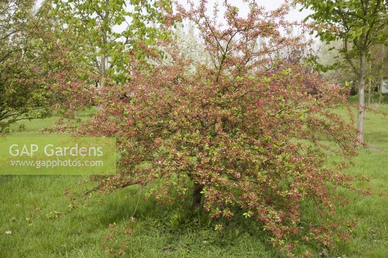 Crab Apple Blossom - Malus 'Mary Potter'