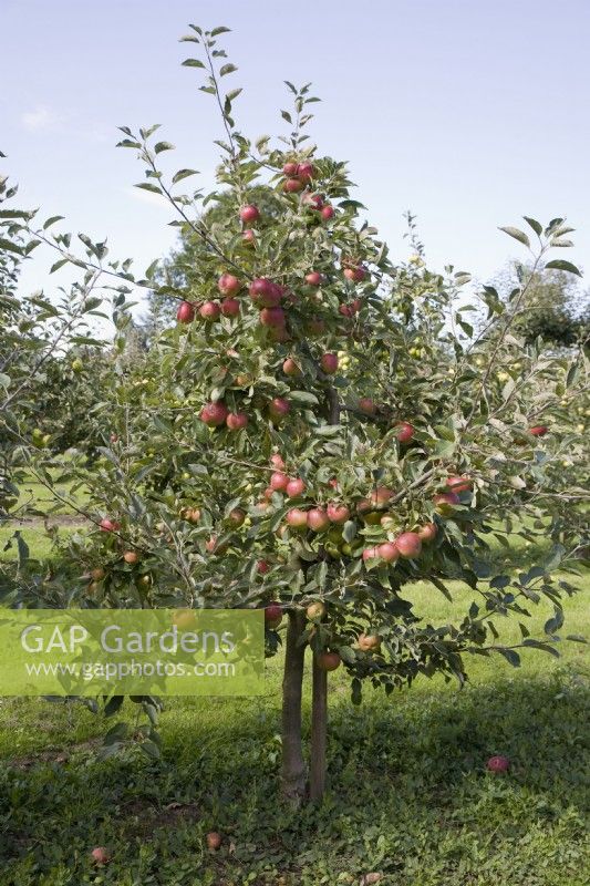 Pyramid Apple on MM106 rootstock - Malus domestica 'Fiesta' syn 'Red Pippin'