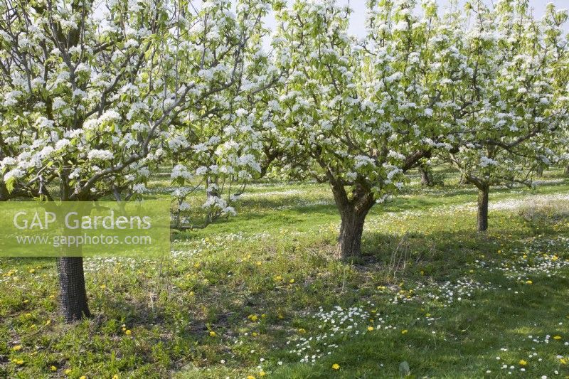 Pear Trees in Blossom